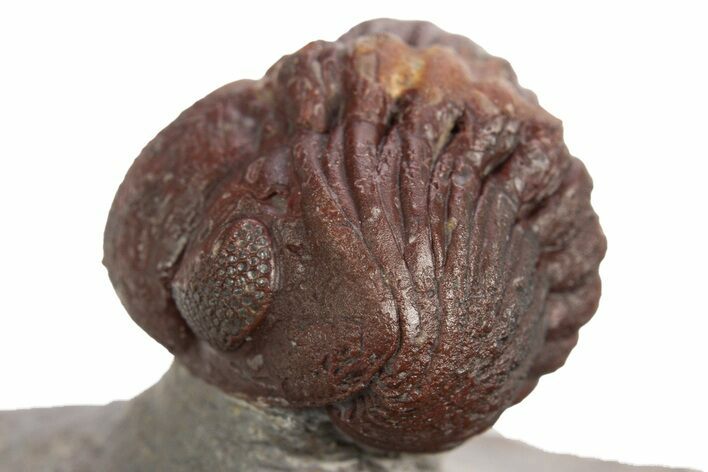 Enrolled Red Morocops Trilobite - Hmar Laghdad, Morocco #329736